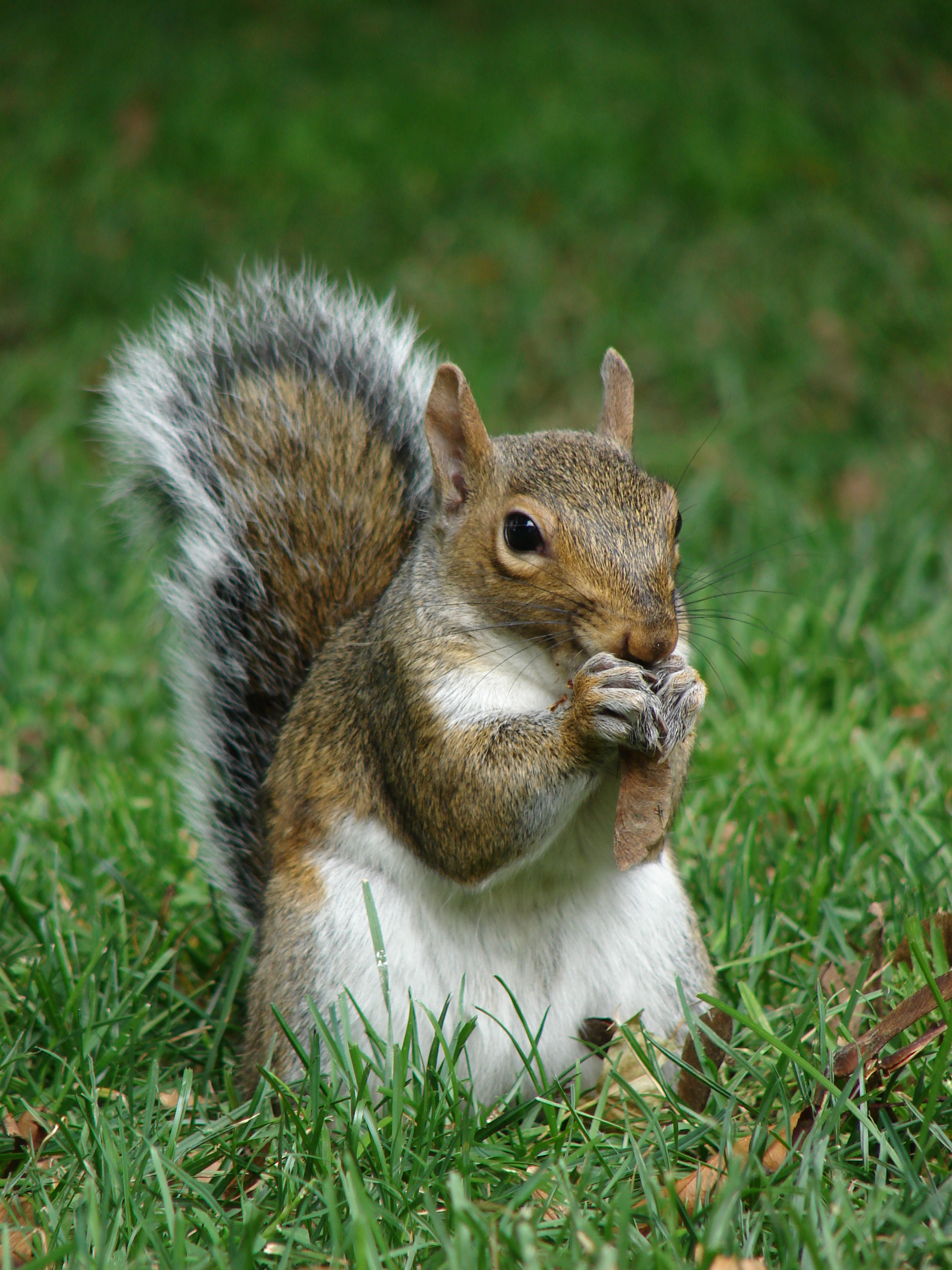 Squirrel Control Quincy MA: Wildlife & Squirrel Removal Service MA