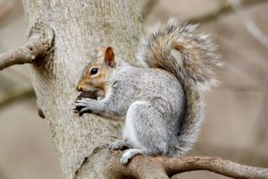 squirrel eating walnut