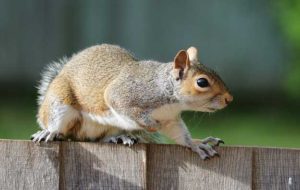 Squirrel-Removal