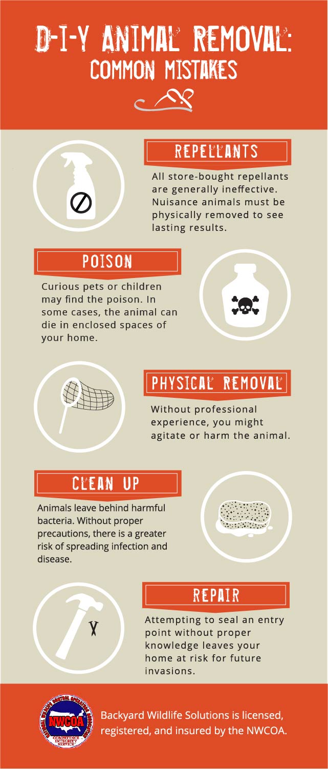 Infographic of DIY Animal Removal Mistakes