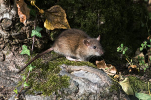 Norway Rat 
