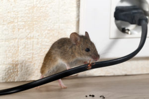 Mouse chewing on wire