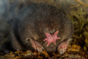 front view of star nosed mole