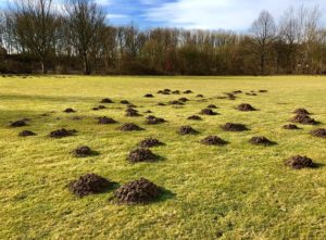 mole-hills-in-field