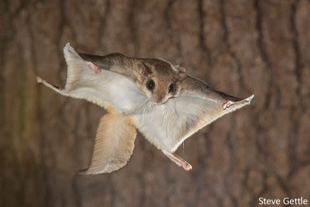 Flying Squirrels Backyard Wildlife Solutions
