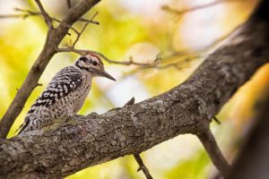 Woodpecker-On-Tree