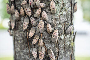 Spotted Lanternflies on a Tree Trunk
