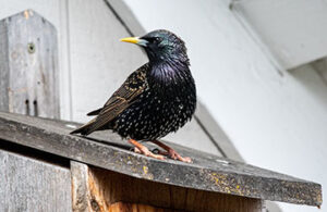 Starling Sitting on Roof