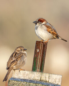 House Sparrows