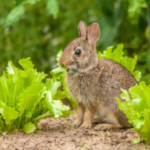 Rabbit eating lettuce
